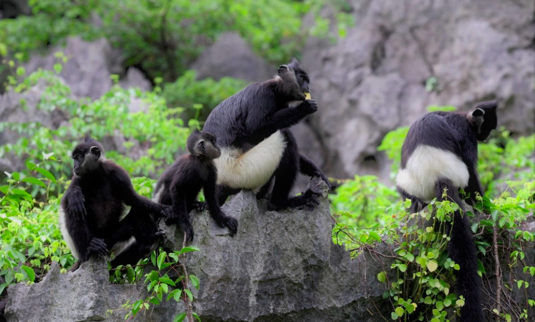 White-Butt Langurs Reestablish Their Troop in the Heart of the Trang An World Heritage Site